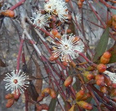 Eucalyptus dumosa