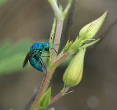 Chrysis conica