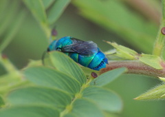 Chrysis conica