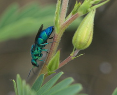 Chrysis conica