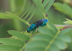 Chrysis conica