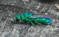 Chrysis nisseri