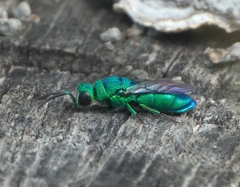 Chrysis nisseri