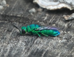 Chrysis nisseri
