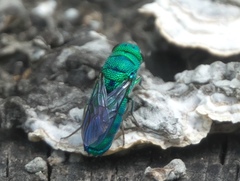 Chrysis nisseri