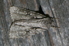 Acronicta hasta