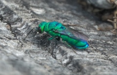Chrysis nisseri