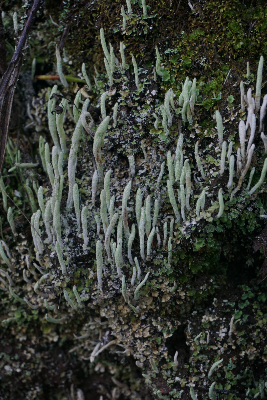 Cladonia coniocraea image