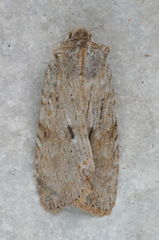Lithophane signosa