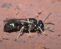 Clitemnestra bipunctata