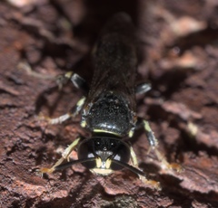 Clitemnestra bipunctata