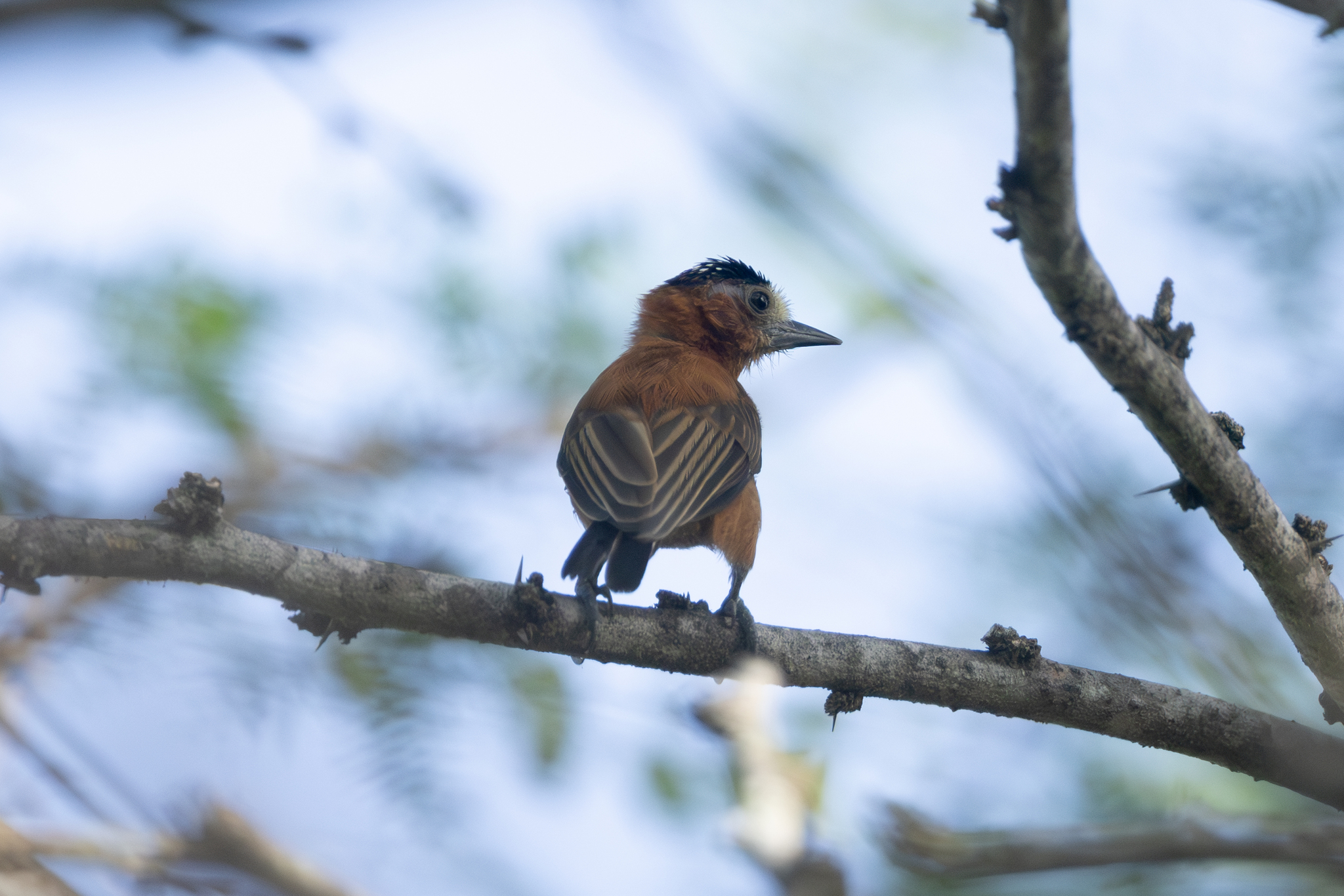 Chestnut Piculet (Picumnus cinnamomeus), photo 5