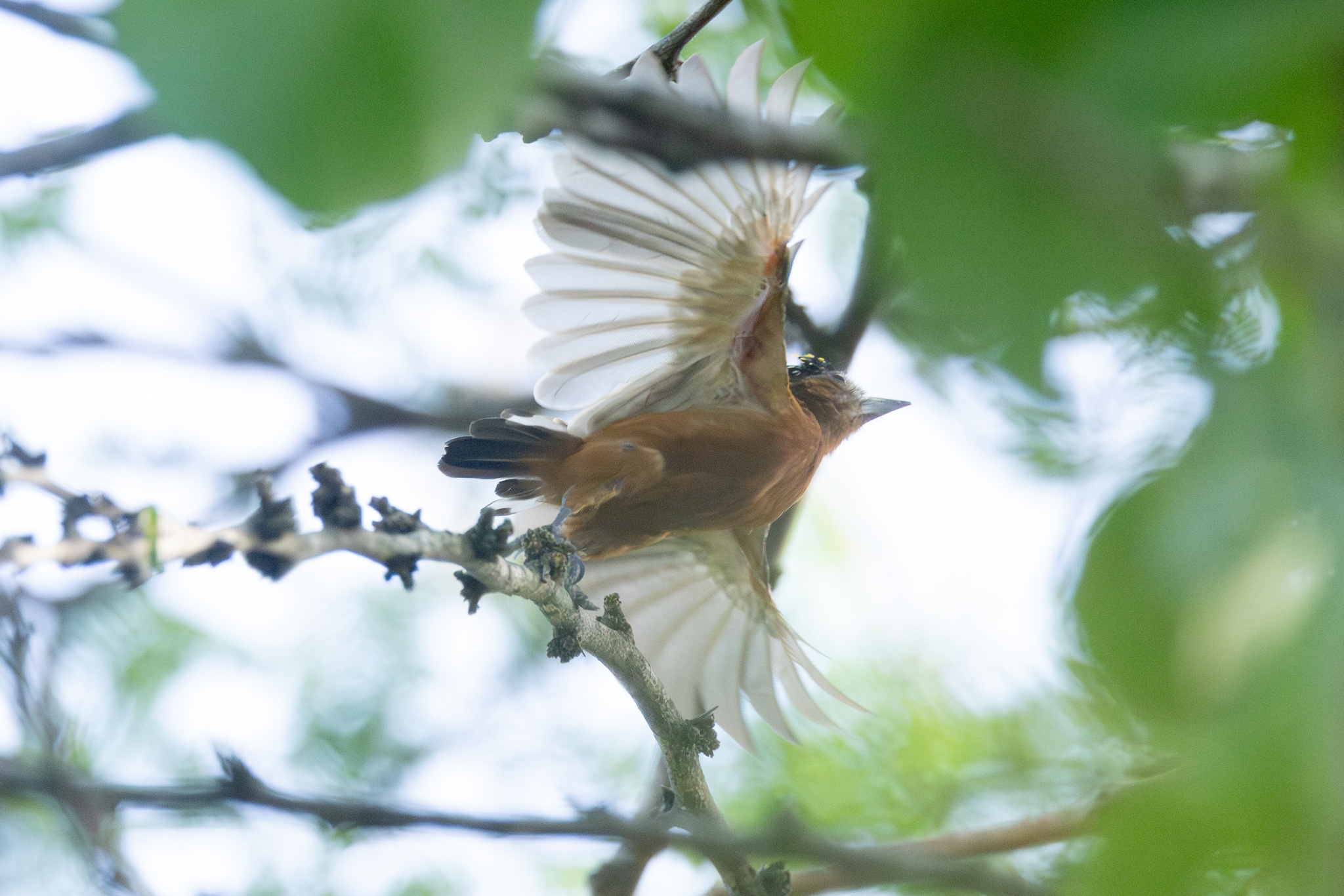 Chestnut Piculet (Picumnus cinnamomeus), photo 6
