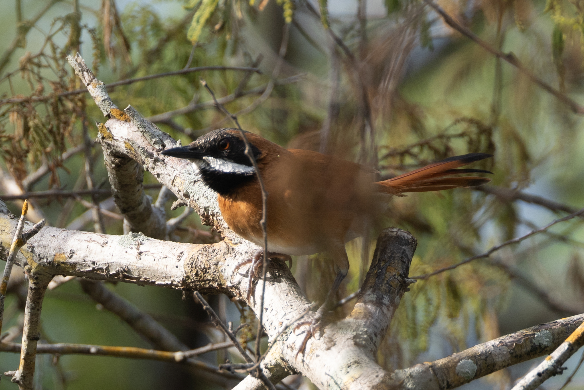 White-whiskered Spinetail (Synallaxis candei), photo 8