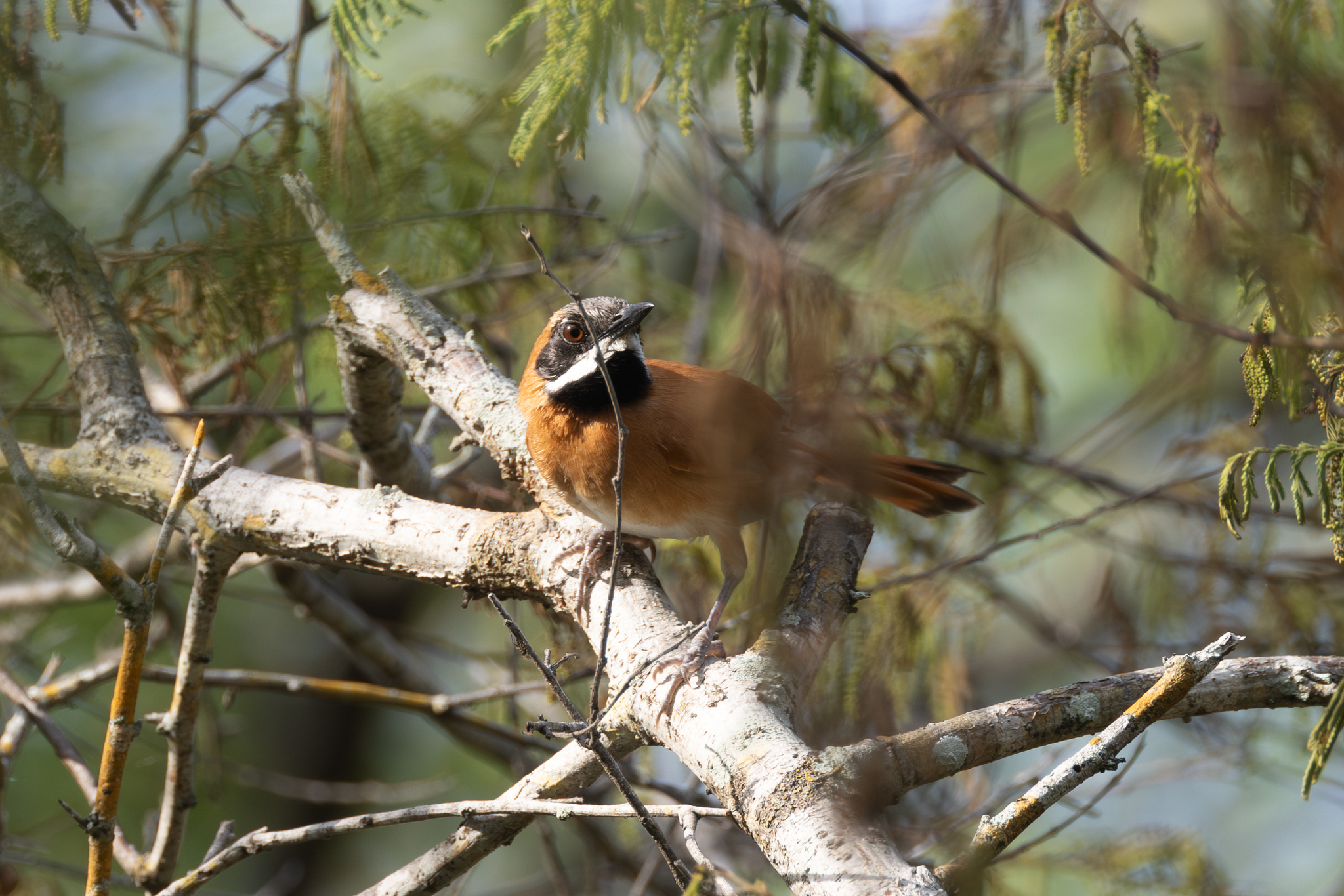 White-whiskered Spinetail (Synallaxis candei), photo 9