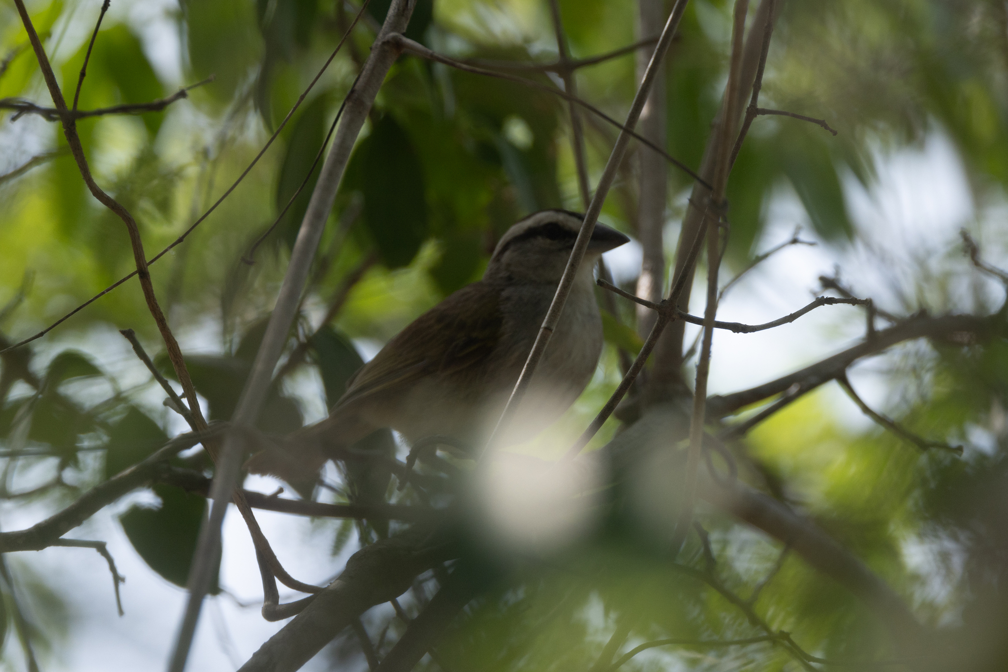 Tocuyo Sparrow (Arremonops tocuyensis), photo 2