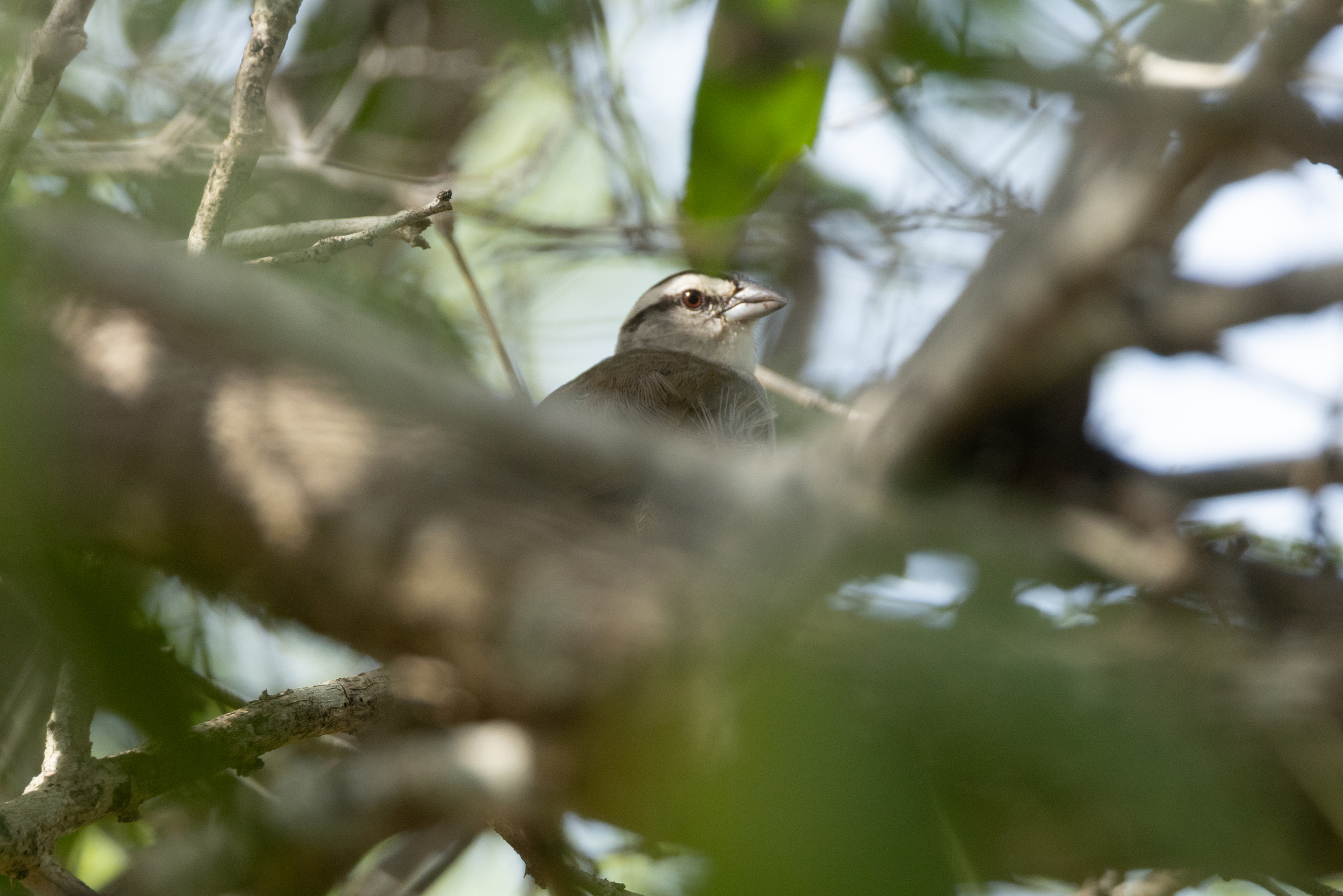 Tocuyo Sparrow (Arremonops tocuyensis), photo 3