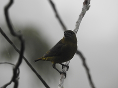 Euphonia chrysopasta