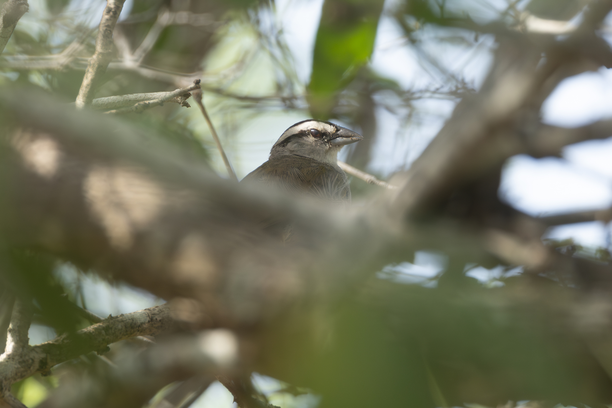 Tocuyo Sparrow (Arremonops tocuyensis), photo 4