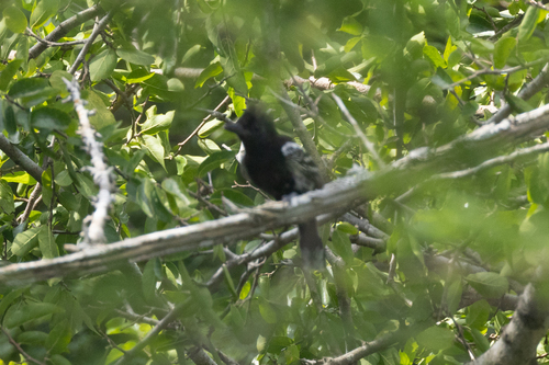 Black-backed Antshrike (Thamnophilus melanonotus)