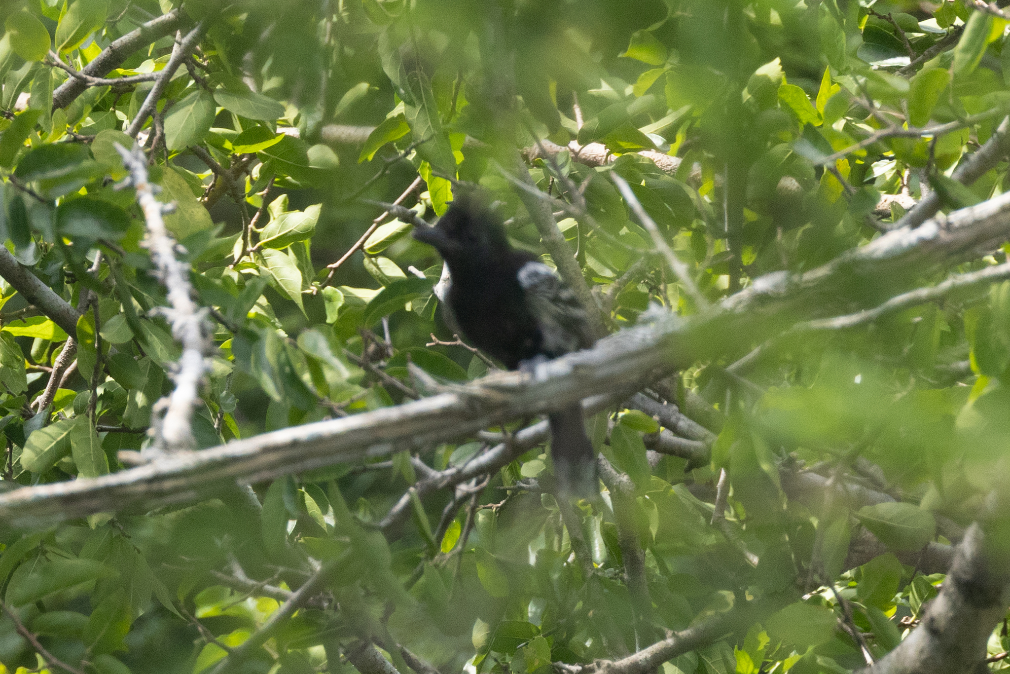 Black-backed Antshrike (Thamnophilus melanonotus), photo 1