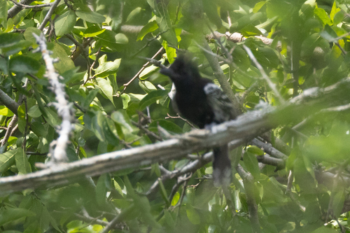 Black-backed Antshrike (Thamnophilus melanonotus), photo 4