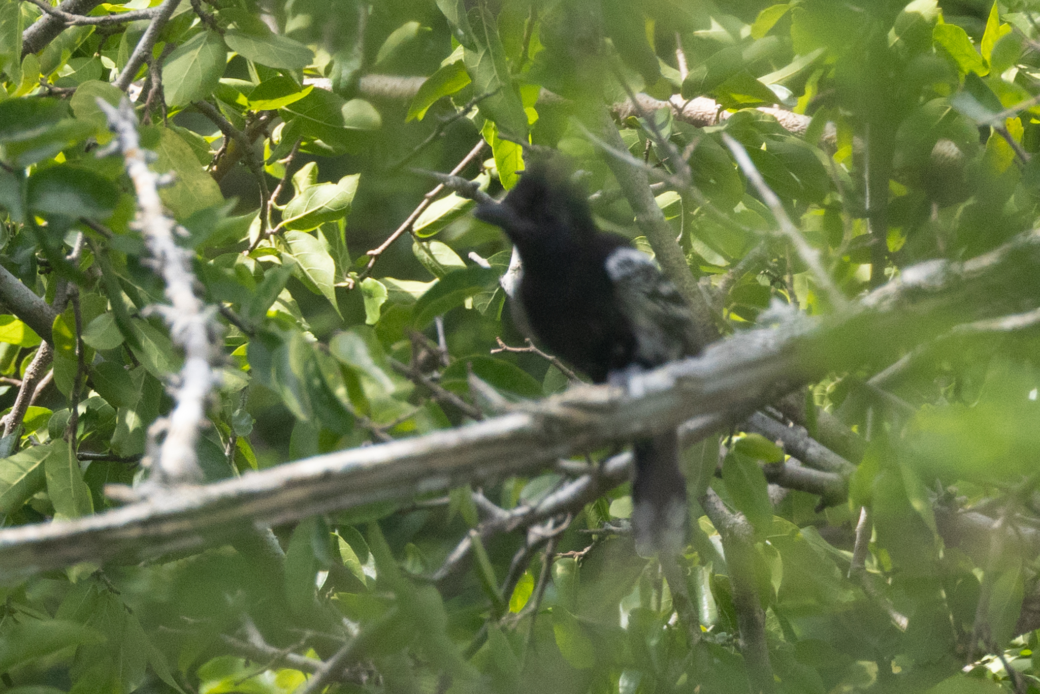 Black-backed Antshrike (Thamnophilus melanonotus), photo 2