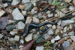 Plethodon caddoensis
