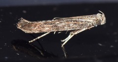Scrobipalpa