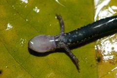 Plethodon caddoensis