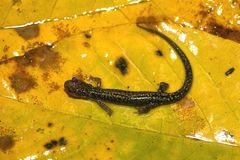 Plethodon caddoensis