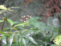 Medinilla astronioides, photograph (c) Peter Quakenbush, some rights reserved (CC BY)