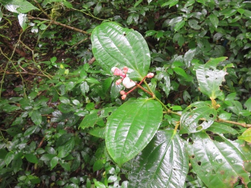 Medinilla astronioides, photograph 5