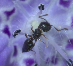 Crematogaster lineolata