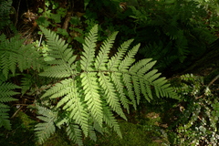 Parapolystichum microsorum pentangulare