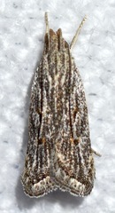 Helcystogramma chambersella