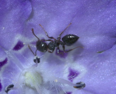 Crematogaster lineolata