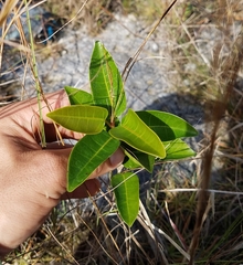 Ficus citrifolia