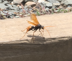 Cryptocheilus australis