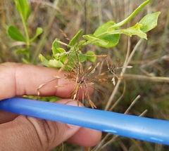 Cyperus polystachyos