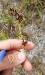 Rhynchospora odorata