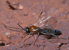 Ctenopelmatinae