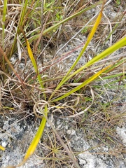 Rhynchospora odorata