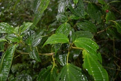 Medinilla astronioides, photograph (c) Peter Quakenbush, some rights reserved (CC BY)