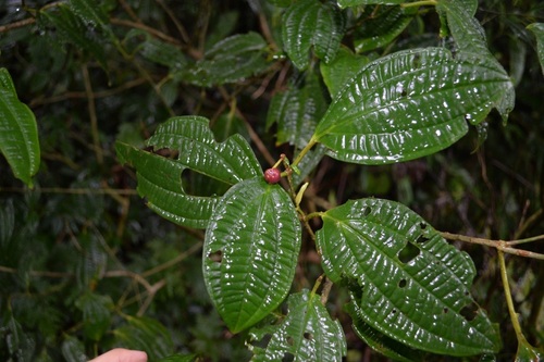 Medinilla astronioides, photograph 2