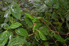 Medinilla astronioides