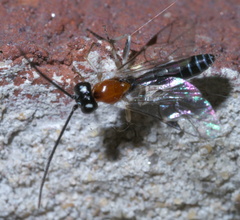 Ctenopelmatinae