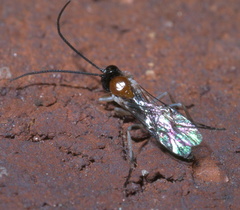 Ctenopelmatinae