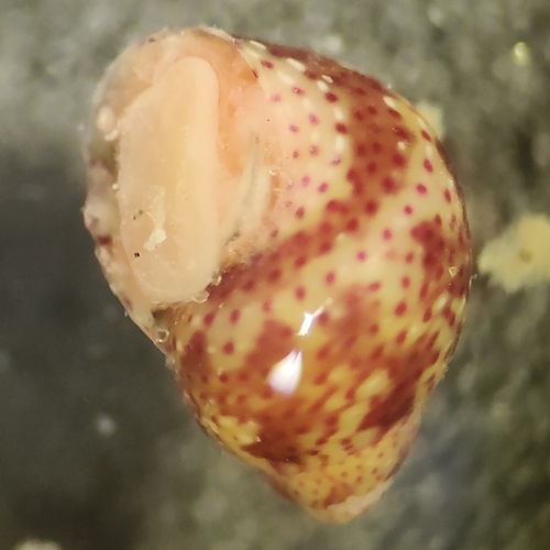 Tricolia affinis affinis observed 2025-09-18