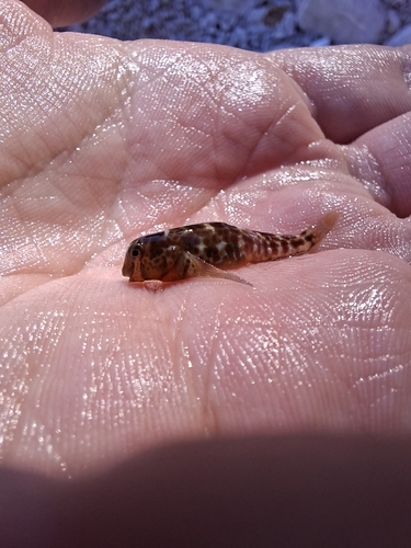 Microlipophrys canevae